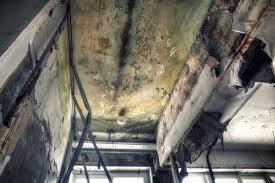 Why You Should Choose Our Mold Remediation Services in Cross Roads, TX